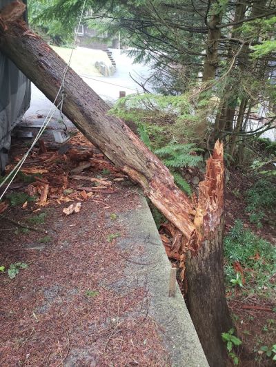 the fallen tree that led to this power restoration in North Vancouver